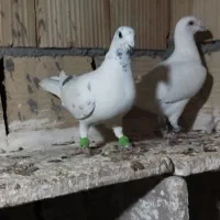 کبوتر|پرنده|شال, |دیوار