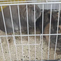 خرگوش لوپ و خوکچه هندی|موش و خرگوش|تربت‌حیدریه, میدان مرکزی|دیوار