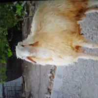 بره قوچ یکسال