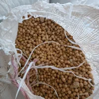 عدس نخود لوبیا