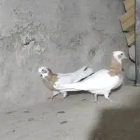 طوقی تازه کفتر