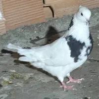 کبوتر گمشده