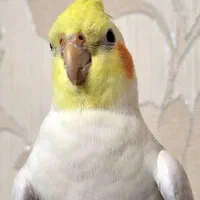 عروس هلندی گم شده