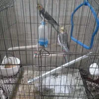 یه جفت عروس باقفس