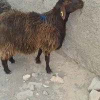 شیشک همو به شرط خون گیری