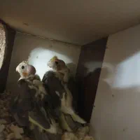 جوجه عروس هلندی