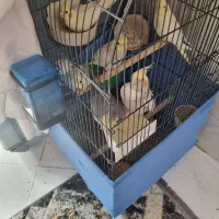 عروس هلندی خانگی