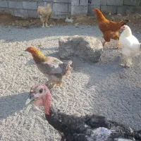 امپراطور و بوقلمون برنز سینه پهن|پرنده|قائمشهر, |دیوار