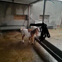 یک راس بزغاله ماده