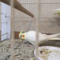عروس هلندی سرلاکی و دونخور ۶۰۰