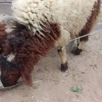 بره نرسالم بزرگ|حیوانات مزرعه|کرخه, |دیوار