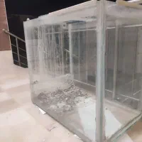 فروش ماهی کوی|ماهی|یزد, |دیوار