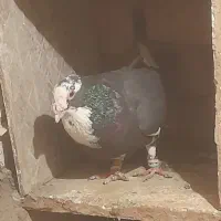 کفتر یا کبوتر