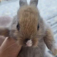 خرگوش