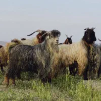 کهره چبش داشتی و کشتی|حیوانات مزرعه|شیراز, اصلاح‌نژاد|دیوار