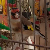 سهره دو ساله