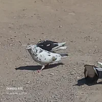 فروش‌کبوتر|پرنده|فین, |دیوار