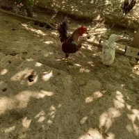 فروش یاتعویض بامرغ دوتک یا جوجه