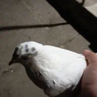 یک عدد کبوتر پرشی ماده
