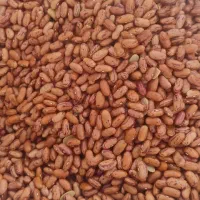 لوبیا چیتی