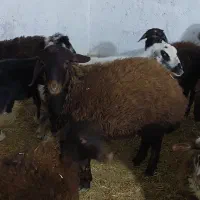 بره نر و ماده