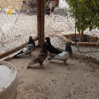 سه عدد کبوتر یک. سوردم سفید دم سیاه