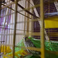 عروس گل باقالی سالم وبه شرط|پرنده|شیرگاه, |دیوار