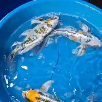 فروش انواع نژاد و سایز کوی