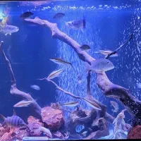 آکواریوم،واتر پمپ ،چوب آبنوس ،مهتابی