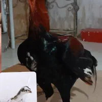 خروس و جوجه لاری|حیوانات مزرعه|تبریز, |دیوار