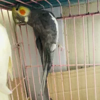 عروس هلندی|پرنده|اصفهان, دشتستان|دیوار