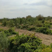 باغ-زراعی-و-ویلایی-در-قطعات-1000-تا-10000-متر