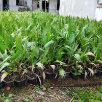 پالم موجود است