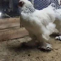 فروش 16 عدد مرغ و خروس برهما ، از نیمچه تا مولد|حیوانات مزرعه|ارومیه, |دیوار