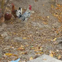 خورس چهل تاج گلین لری اصل 5ماه|حیوانات مزرعه|شهریار, یوسف آباد صیرفی|دیوار