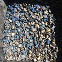 کربن پوست پسته