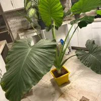 بابا آدم تنه دار