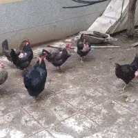 حیوانات