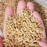 فروش گندم بذر 2تن