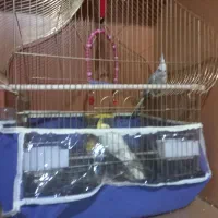 عروس هلندی نرو ماده|پرنده|سهند, |دیوار