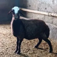 میش ابستن بره بز قوچ