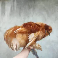 خروس نژاد ابریشمی یکساله