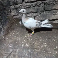 هفرنگ نر