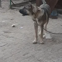 توله پژدر|سگ|چهاردانگه (تهران), |دیوار
