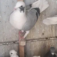 پشت سبز شهری|پرنده|شیراز, تندگویان|دیوار