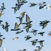 کبوتر مسافتی فریمان