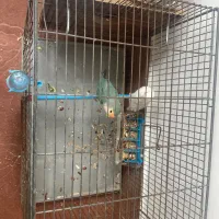 طوطی برزیلی جفت آماده