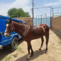 اسب نریون سرحال