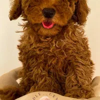 پودل دارک رد|سگ|رشت, بلوار گیلان|دیوار