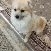 سگ پامرانین اصیل|سگ|تربتحیدریه, باغ سلطانی|دیوار